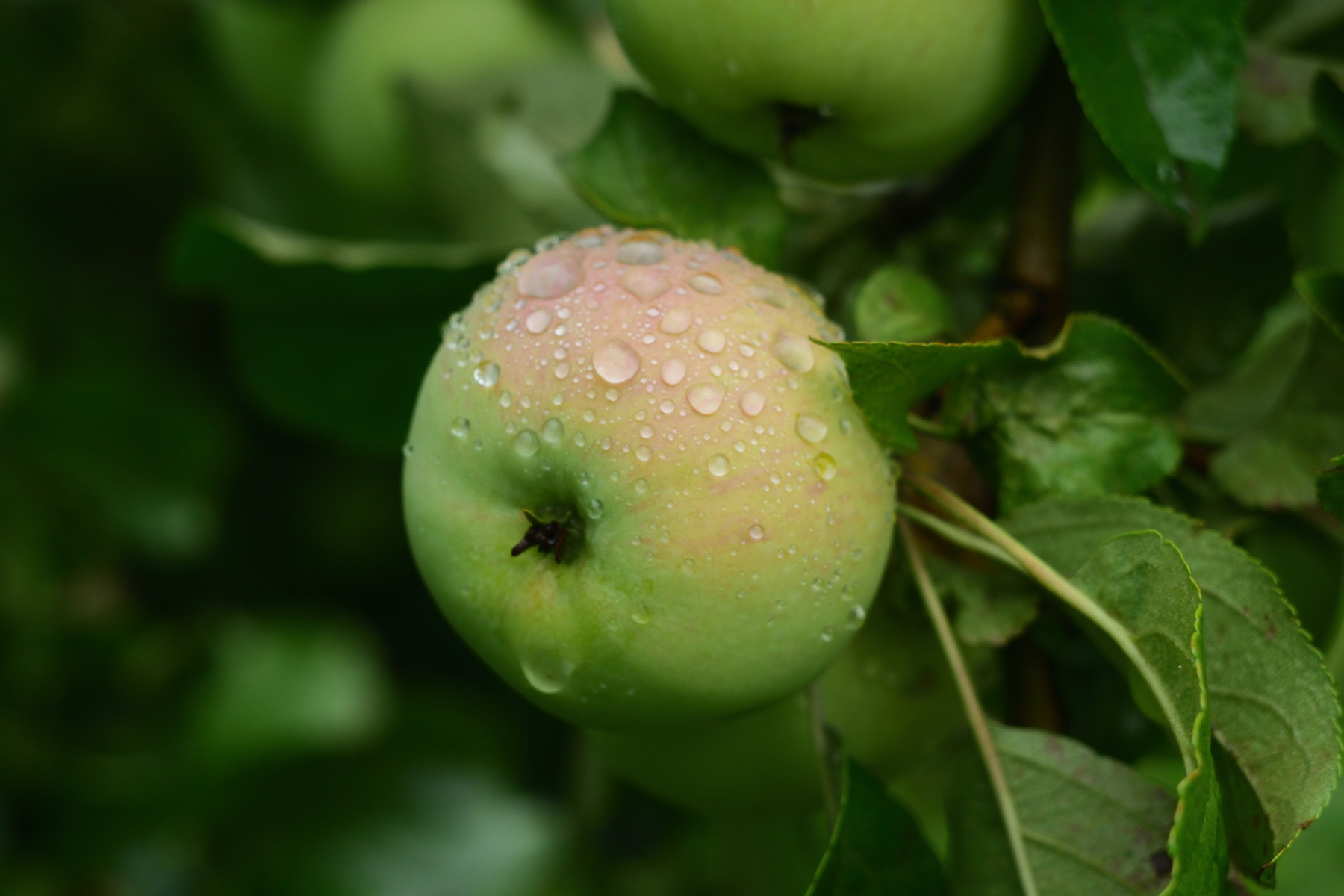 Яблоко после дождя яблоко дождь