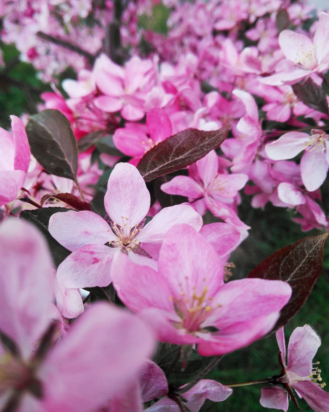 *** макро розовые цветы яблоня декоративные деревья