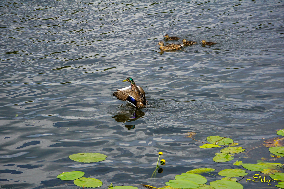Утиный выводок утки пруд пернатые лето выводок