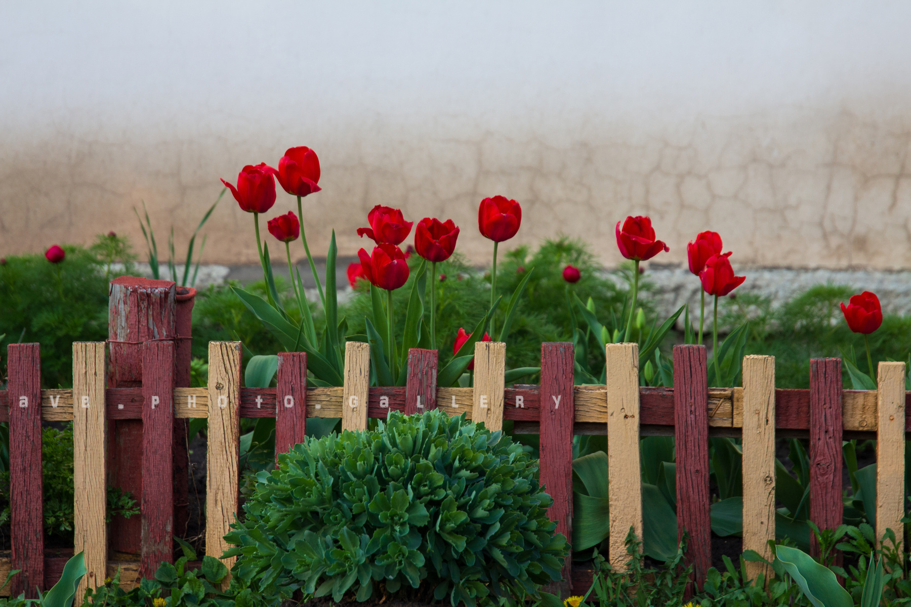 Тюльпаны во дворе Красные тюльпаны цветы во дворе красные месяц май