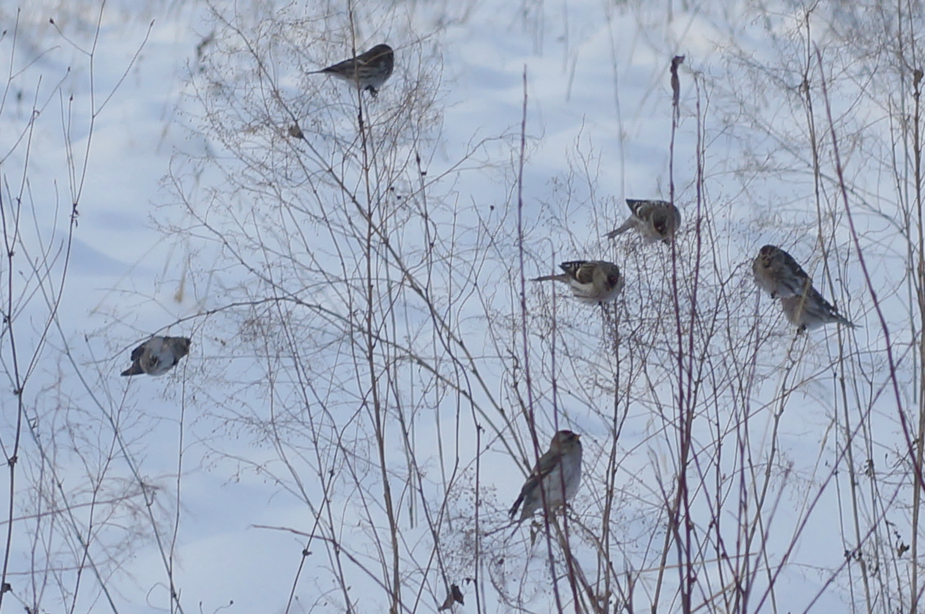 Шумные "че-че-че" чечётки чечётки зима лес сухая трава птицы стайка