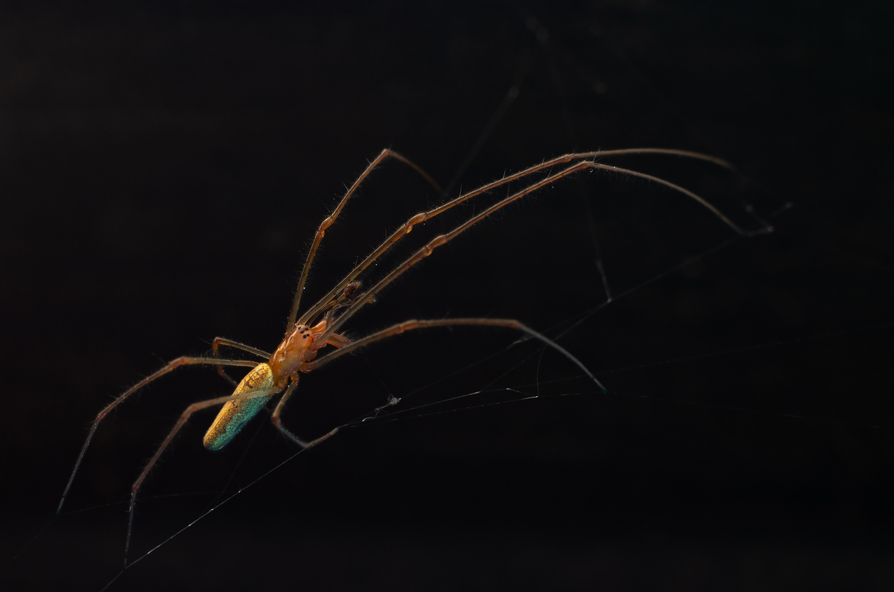 Общительный паучок паук макро сенокосец пентакс насекомые