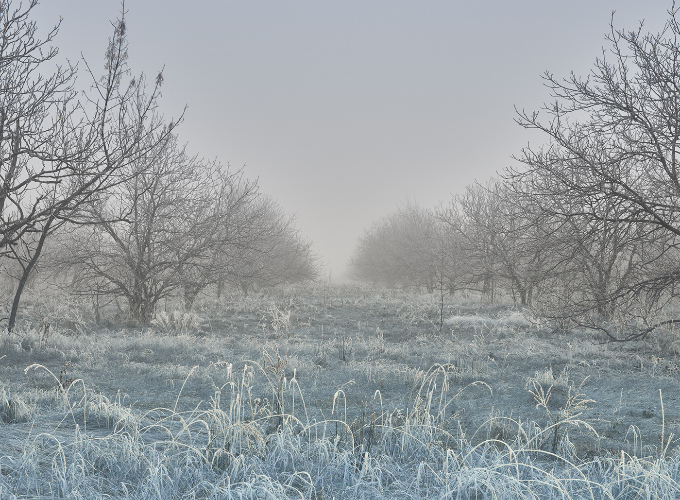 Замерзший фруктовый сад туман сад зима иней
