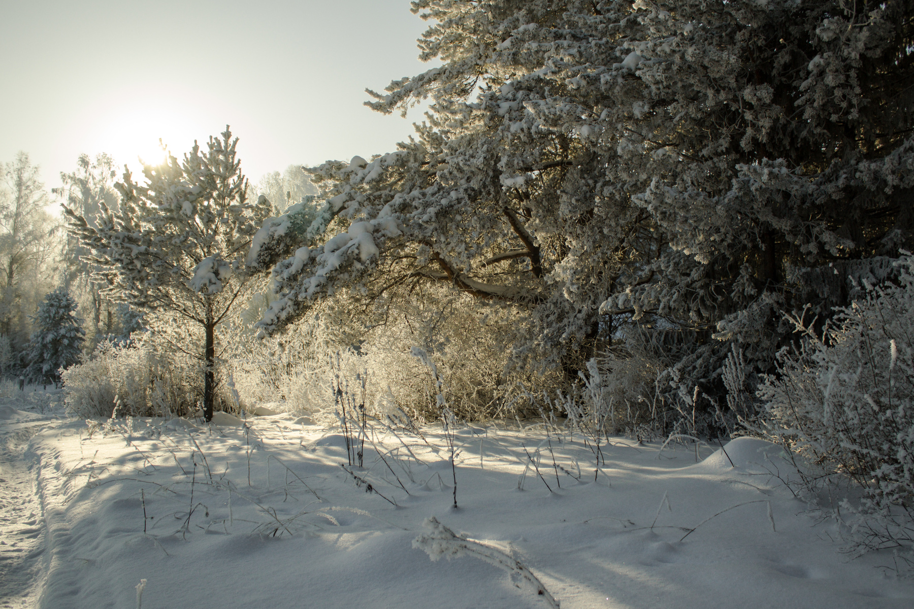 солнечная зима зима природа лес мороз прогулка снег солнце тени ели сосны