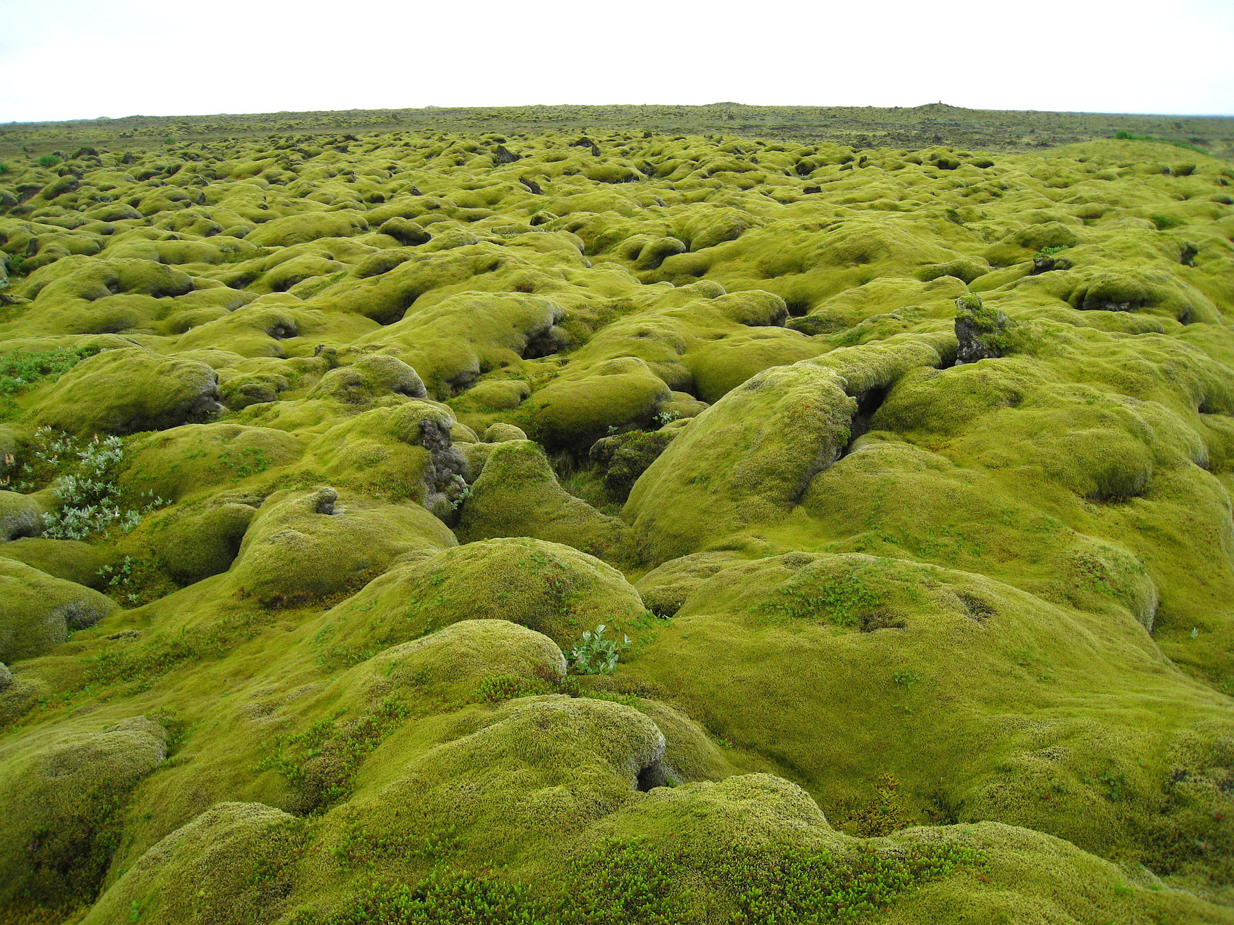 Лавовые поля Skaftаreldahraun. Исландия пейзаж скалы
