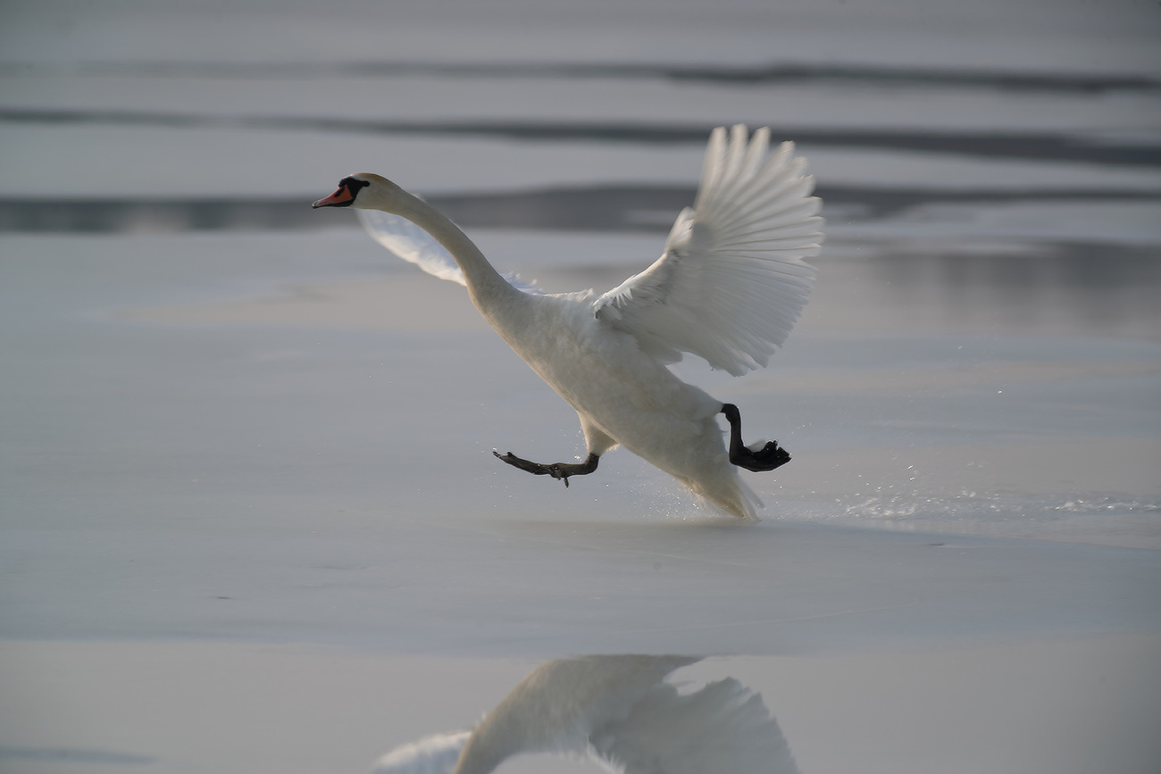 разбег, толчок ... лебедь птица полет крылья весна март озеро