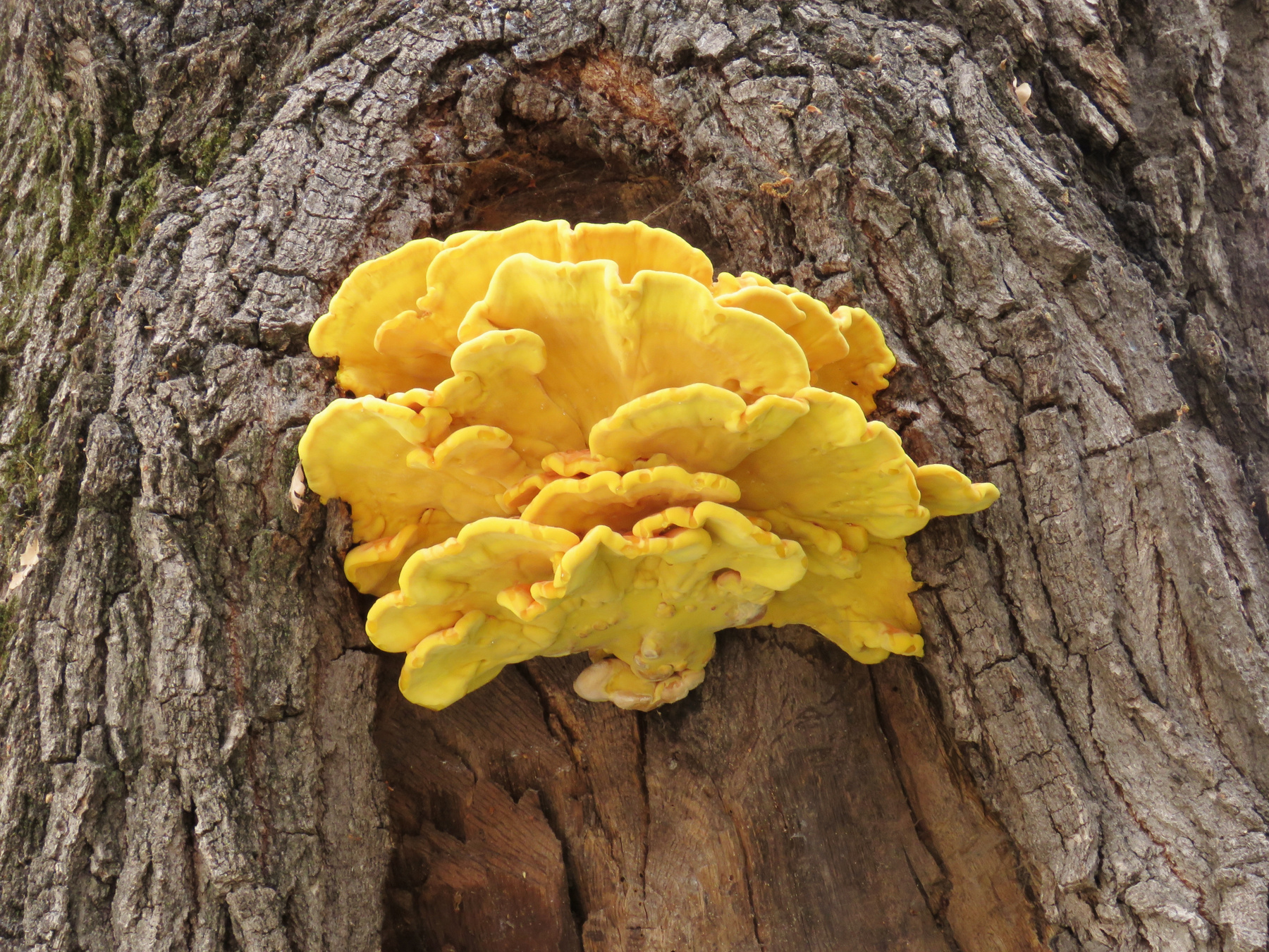 Гриб гриб mushroom fungus
