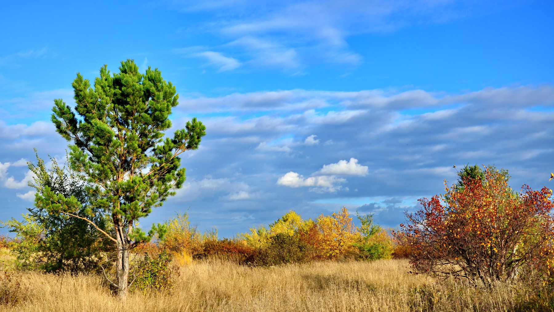 *** осень пейзаж природа деревья облака