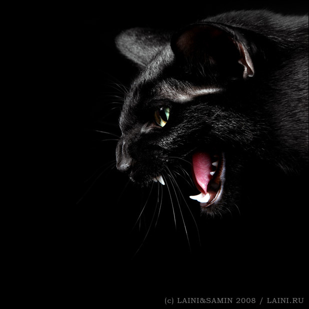 другая пантера черная кошка ориентальная пантера