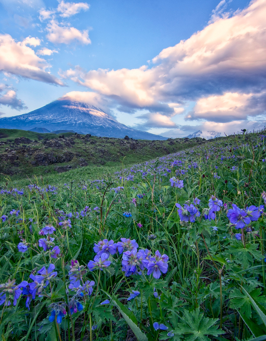 Вулканы и цветы. цветы вулканы жужжание комаров и неописуемая красота