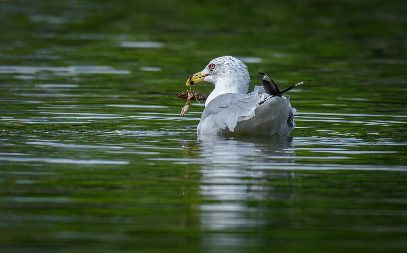 Ring-billed Gull with snack 
