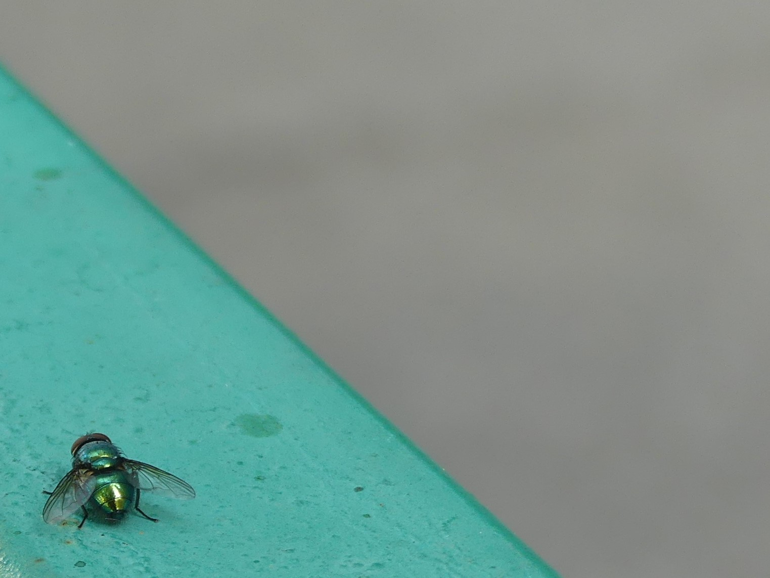 Портрет зелёной мухи в зелёном углу. 