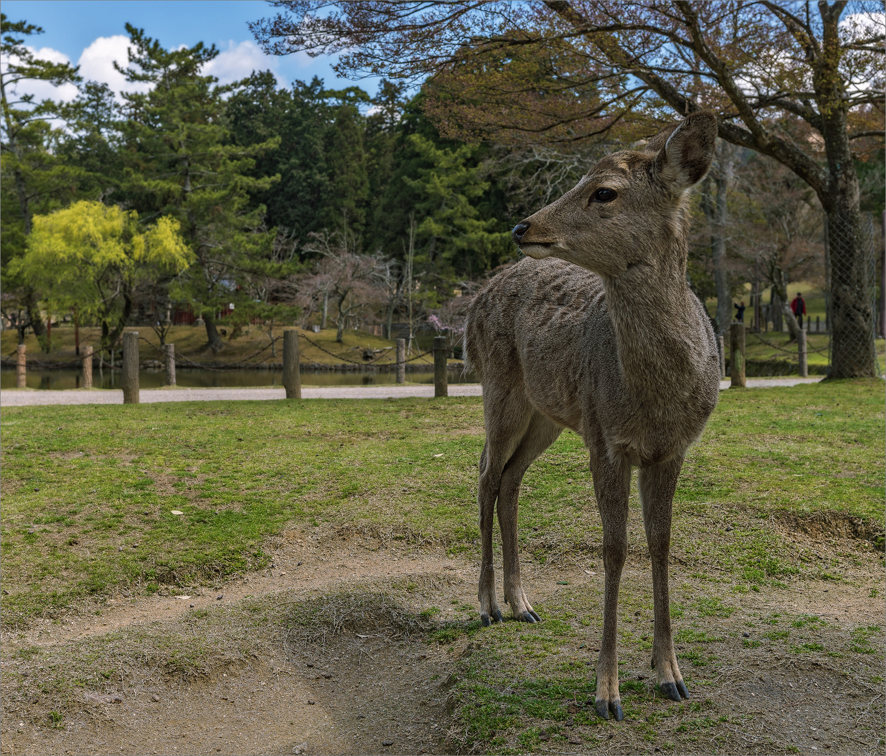 Священные животные Нары олень весна Япония