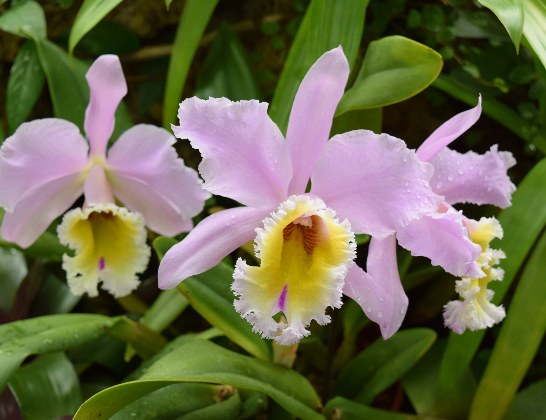 орхидея орхидея
