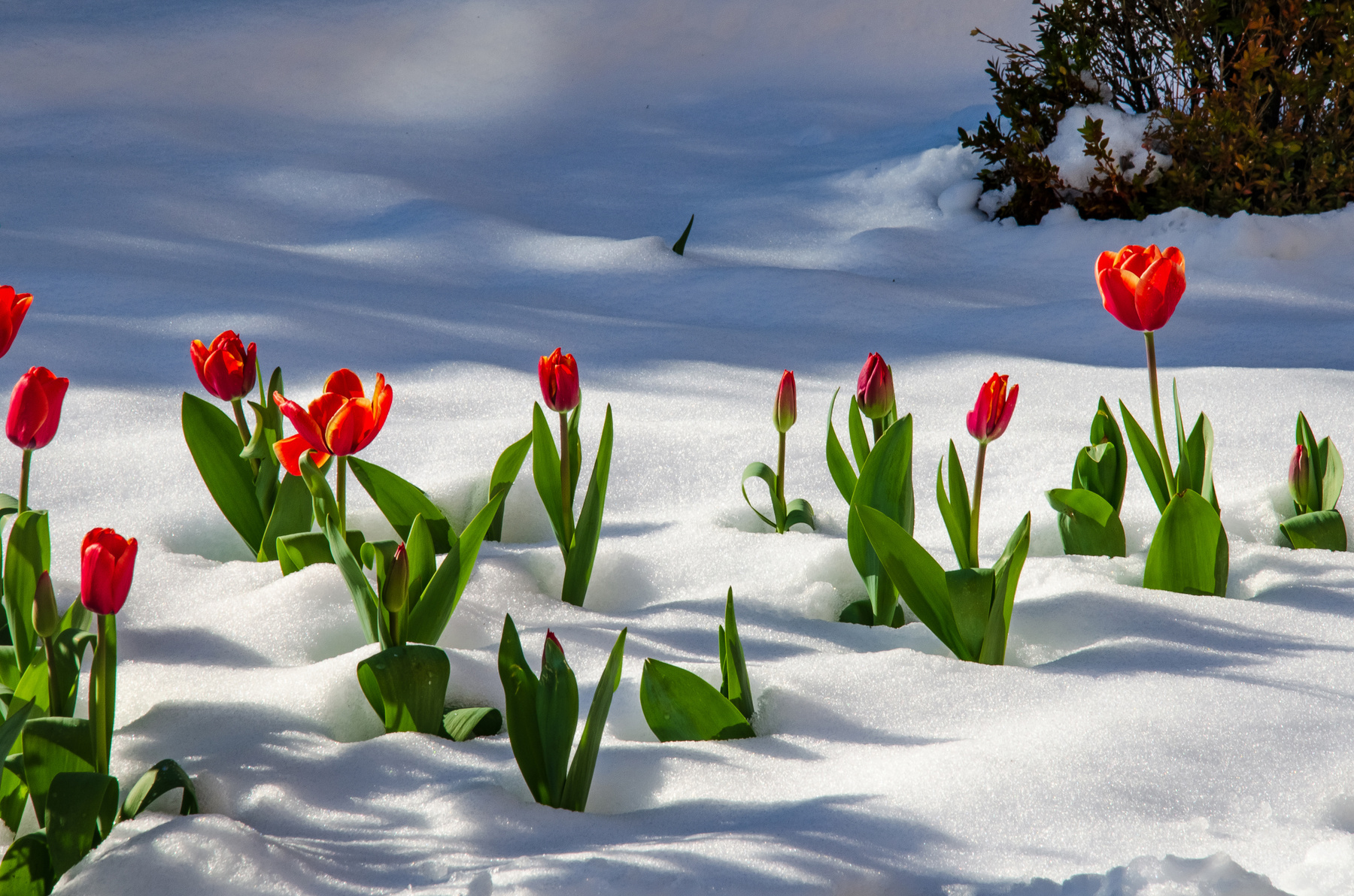 Не подснежники Тюльпаны снег подснежники цветы