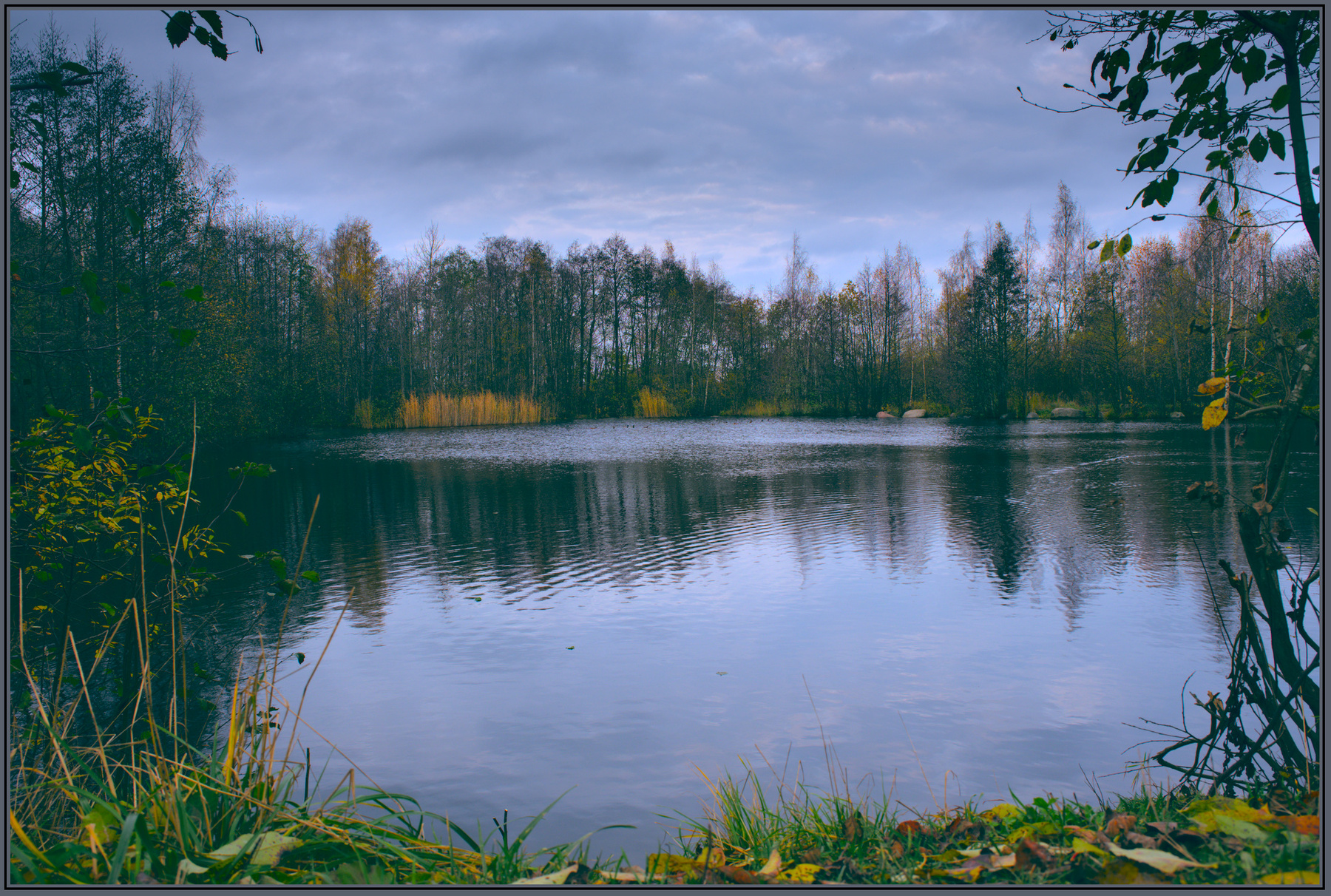 Озерцо в Щеглово лес осень озеро