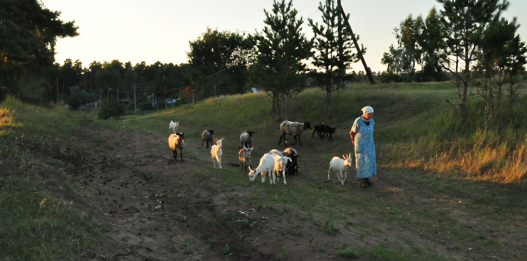 Пастораль Стадо козы овцы деревня пожилая женщина