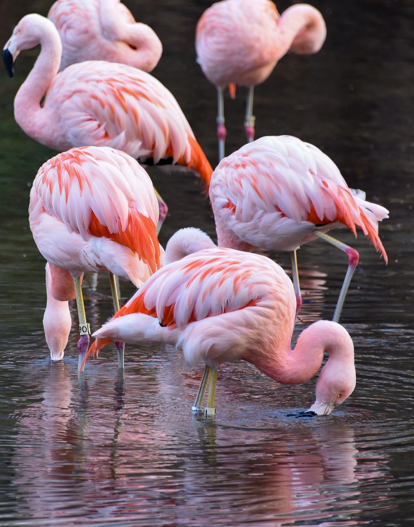 Фламинго Фламинго