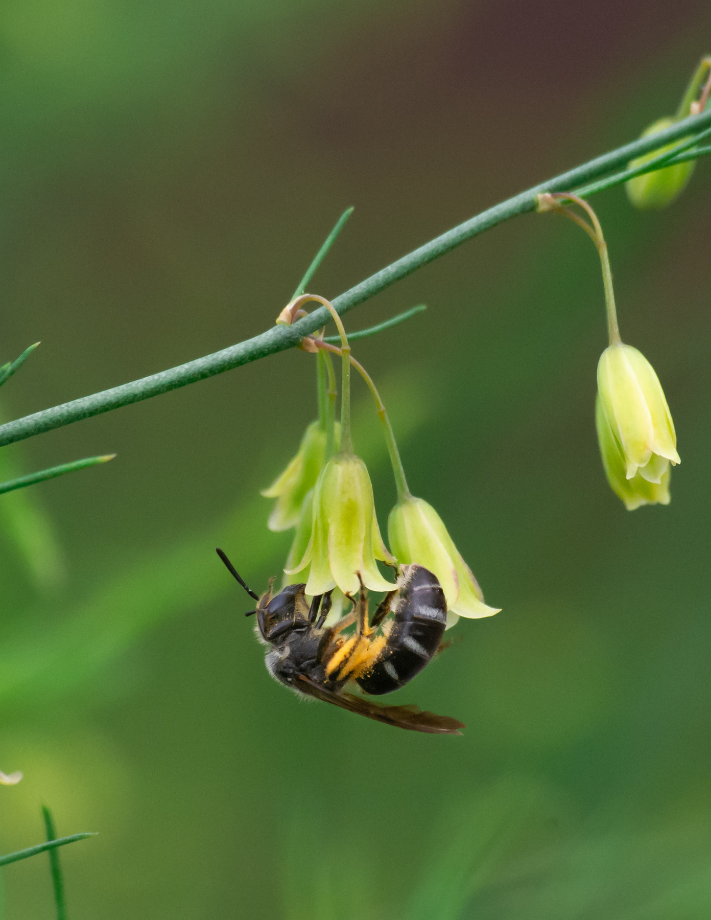 *** пчела насекомые цветы колокольчик