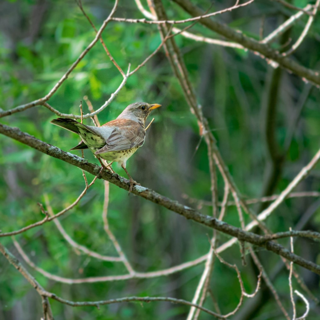 Дрозд-рябинник Птицы лес природа