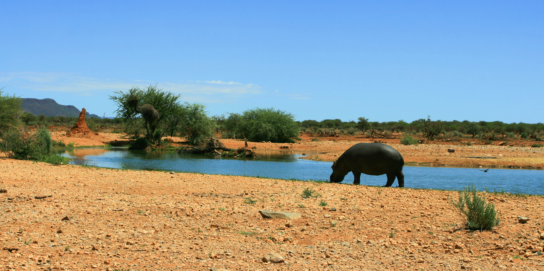 Бегемот, как бегемот... Намибия бегемот