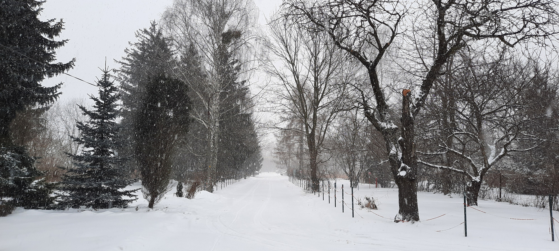 Прогулка во время снегопада зима снег