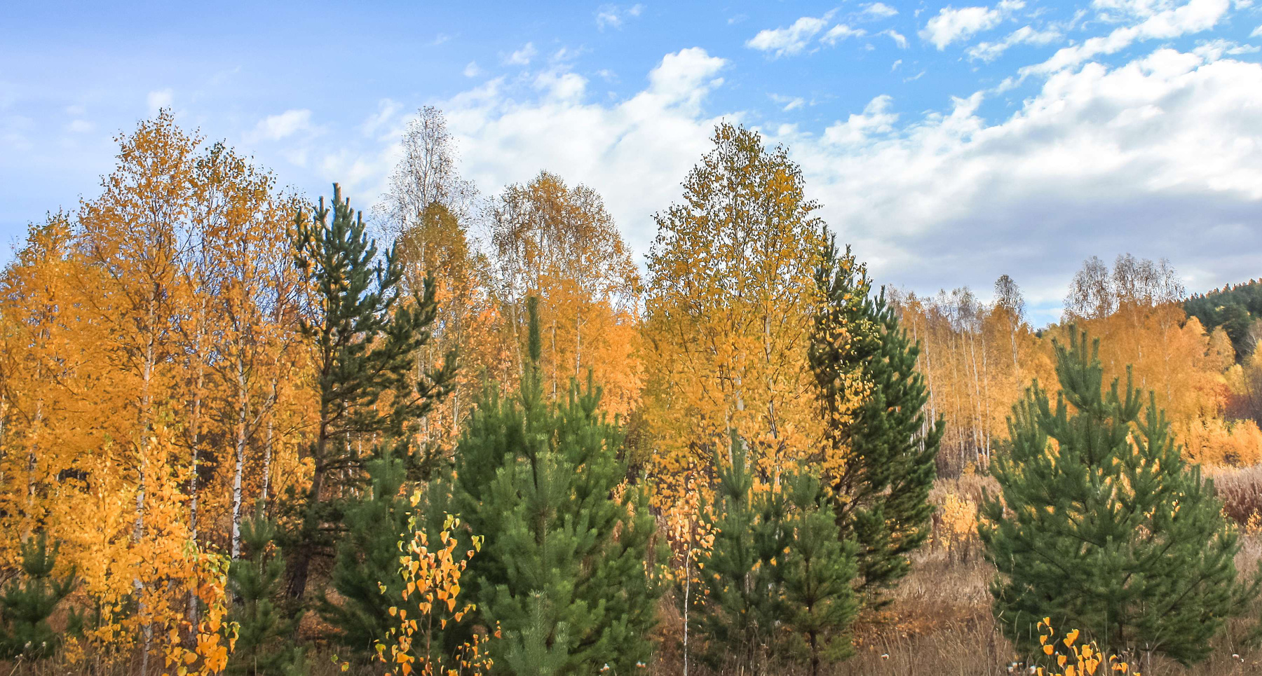 Осенний лес. Южный Урал Миасс Селянкино природа осень