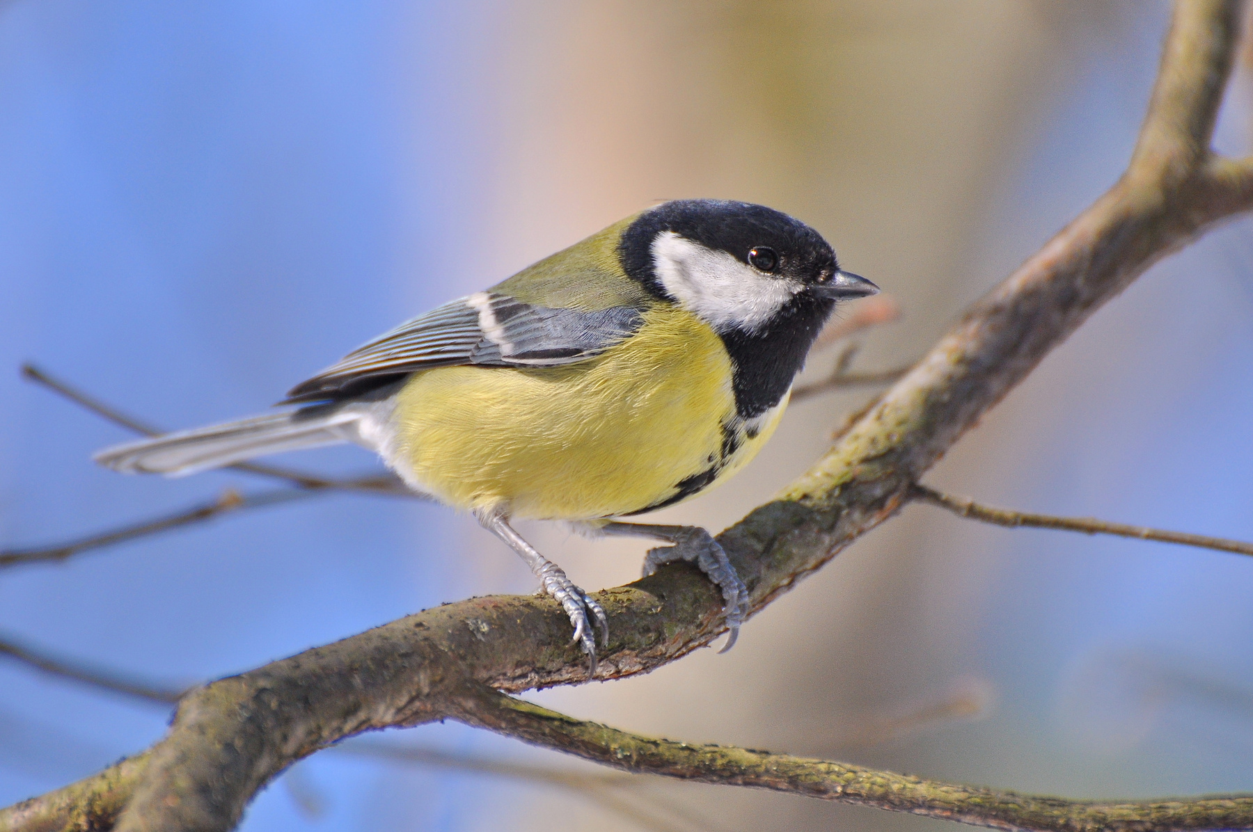 Весна пришла Nikon природа птицы синица