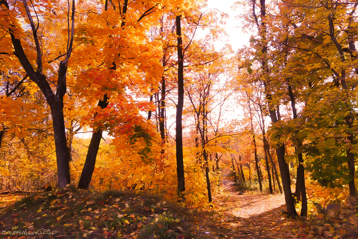 Осень золотая пейзаж осень лес