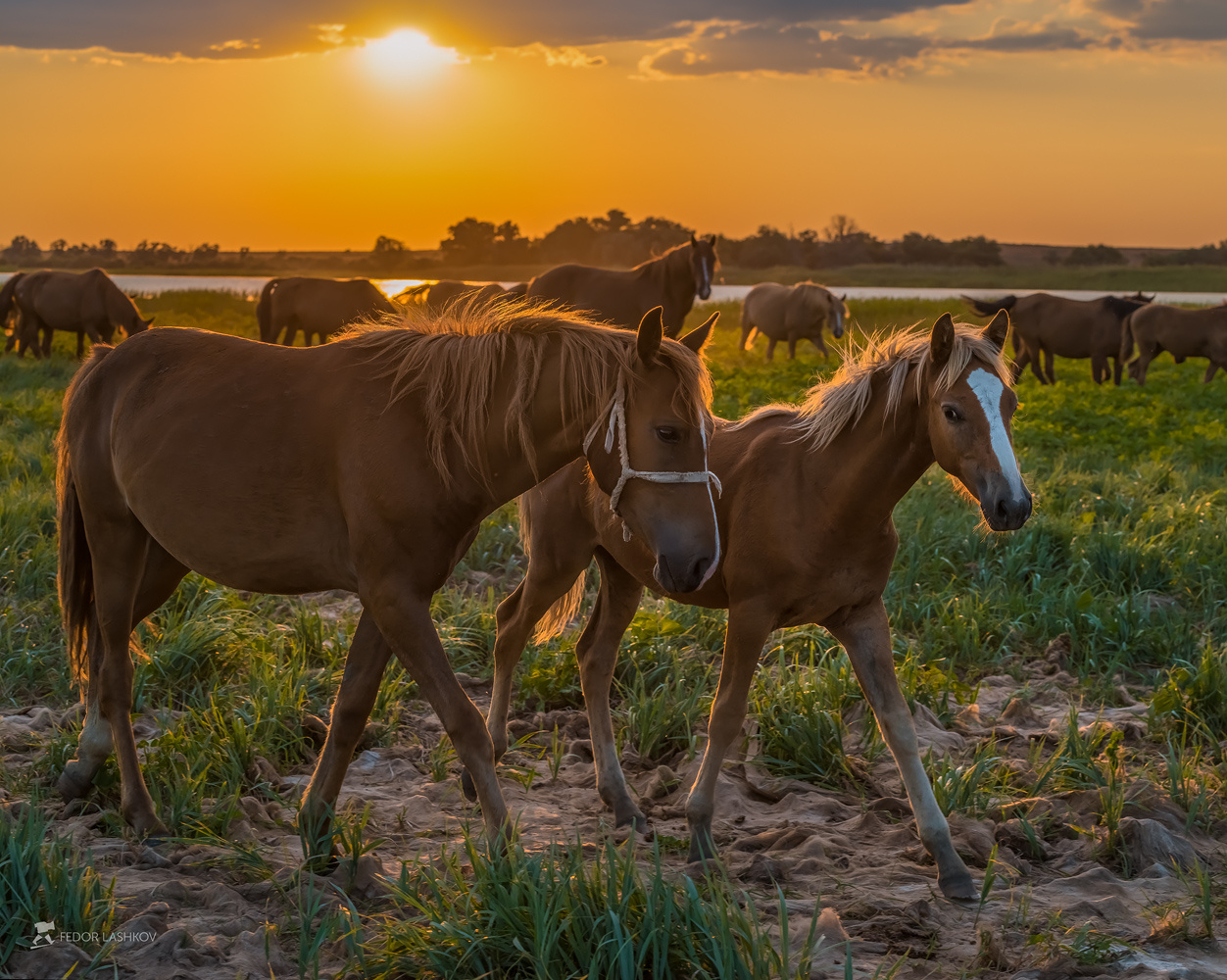 Лошади на пастбище берега Волги Астраханская область лошадь жеребёнок солнце трава домашнее животное закат река Волга дельта пастбище