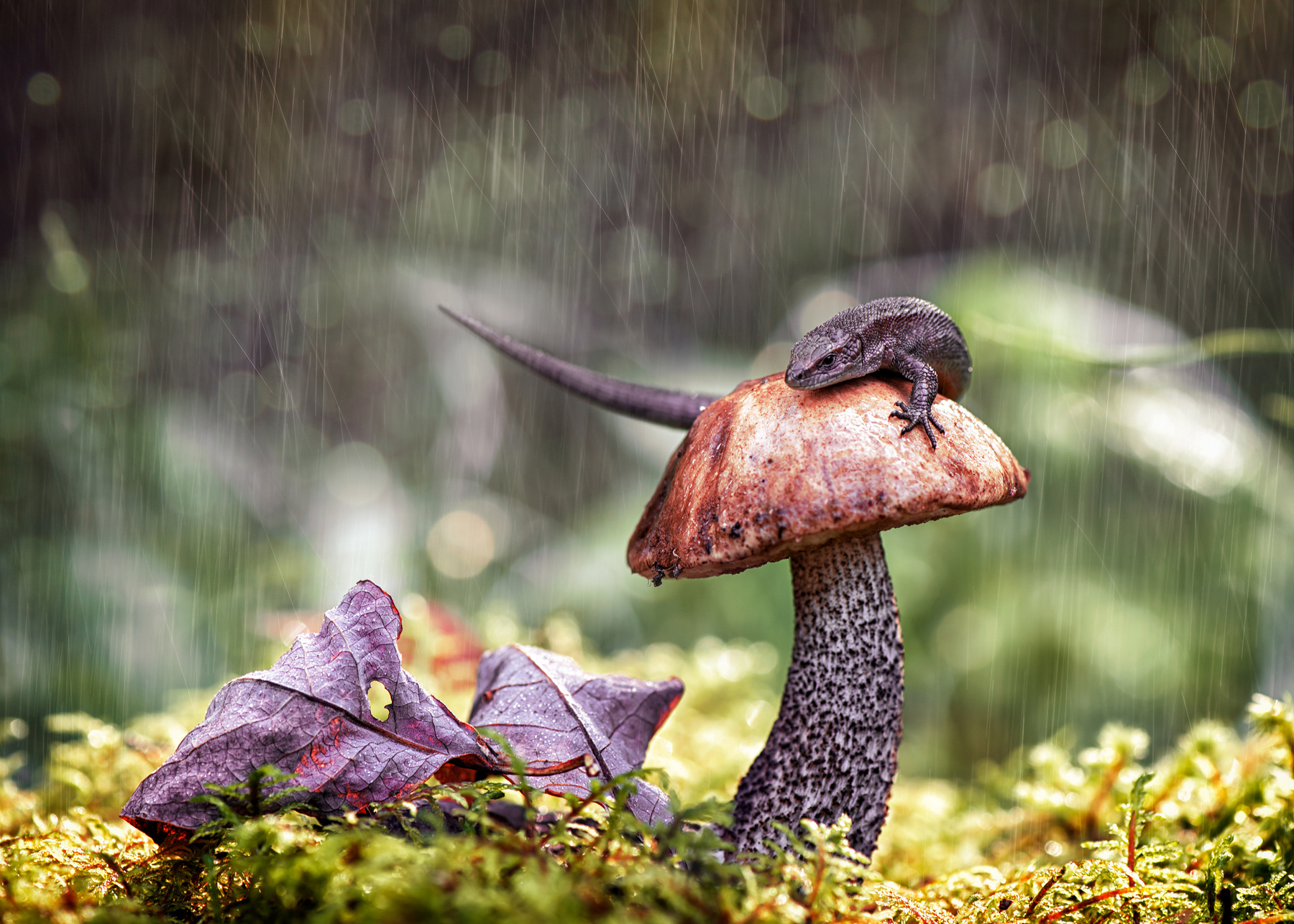 Дождливый этюд ящерица природа лес макро гриб лист дождь
