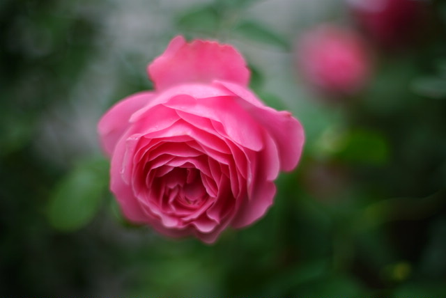 Красавица Роза 