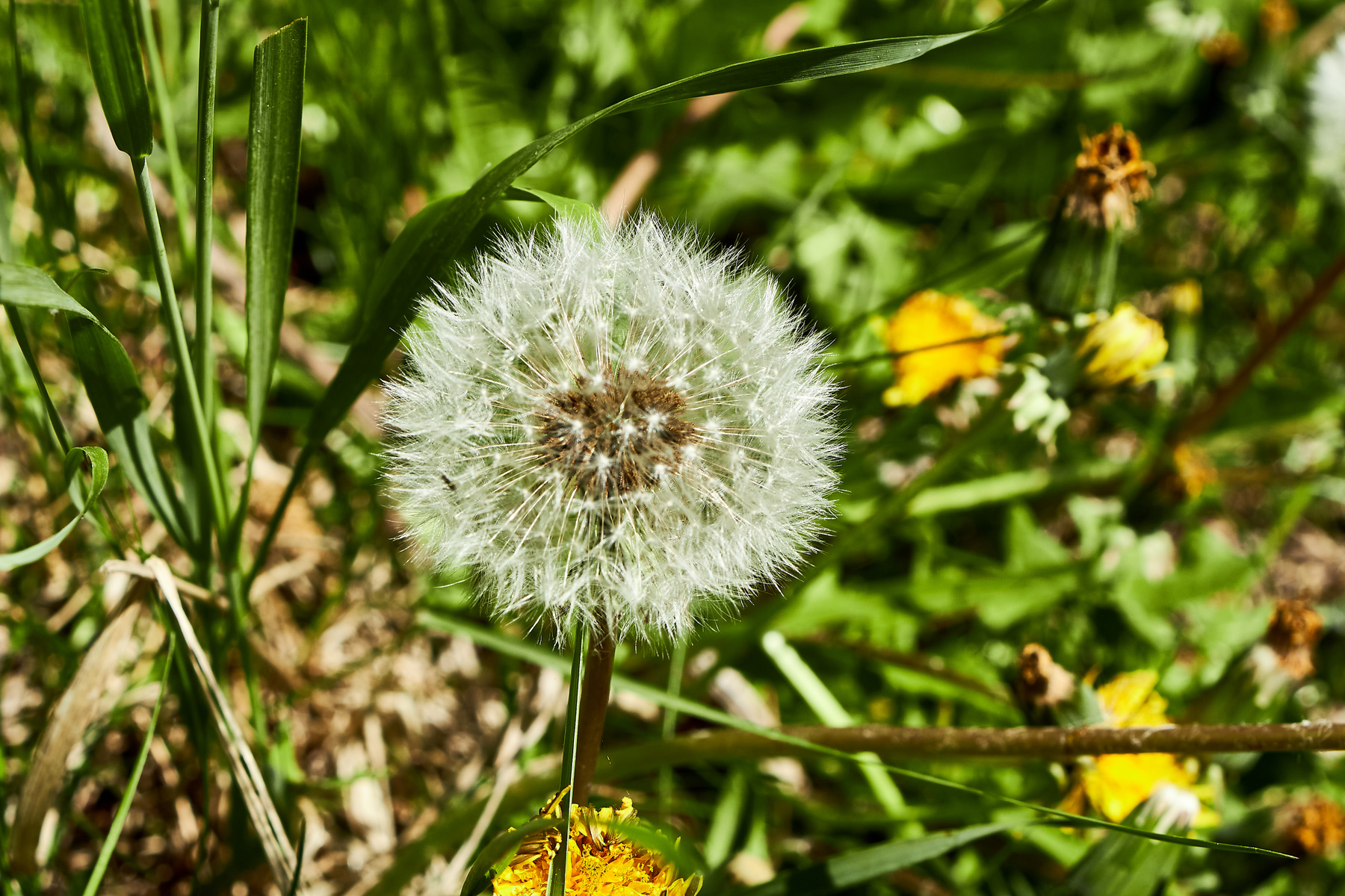 Одуванчик одуванчик цветок макро весна природа