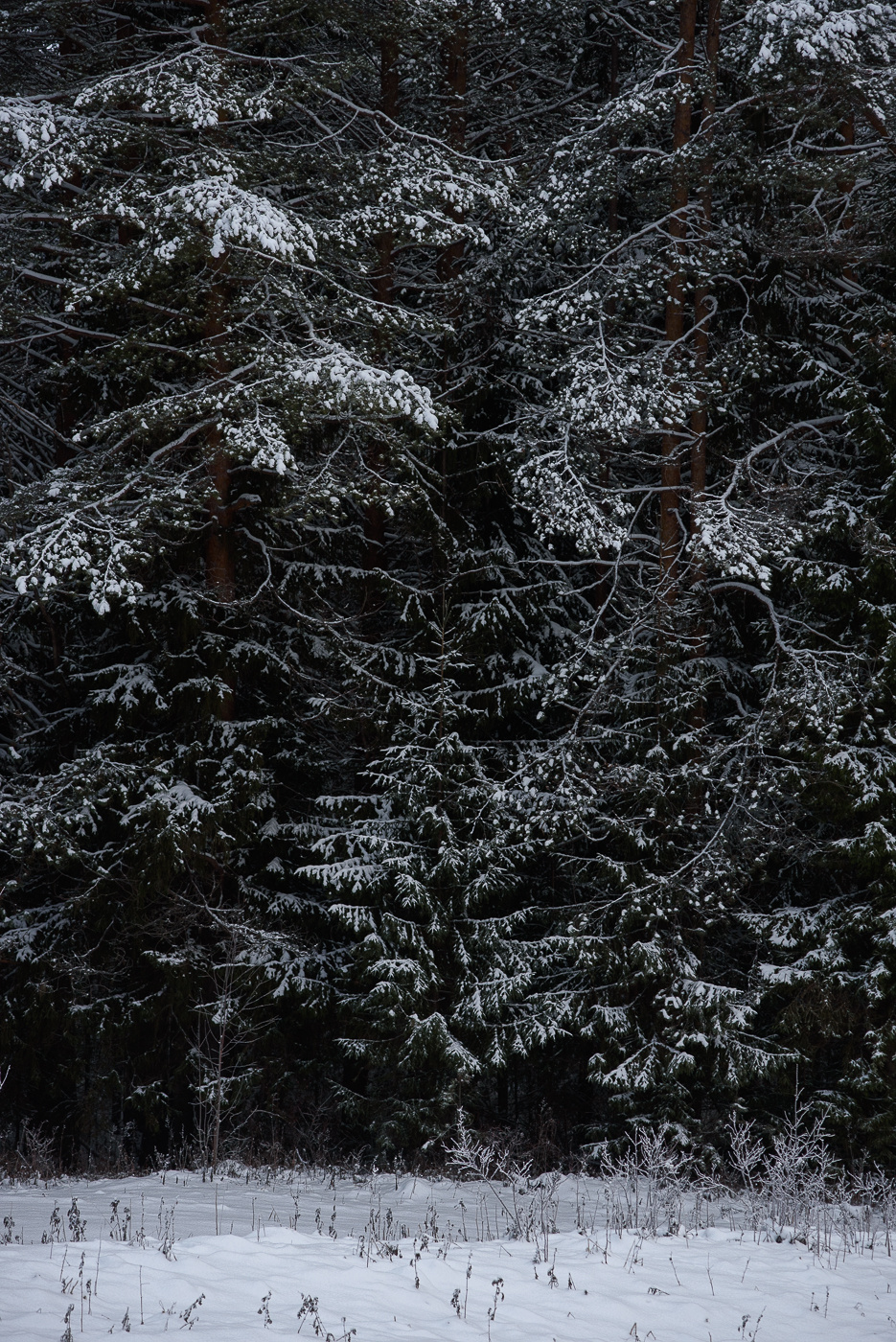 *** осень зима сезон лес стена текстура фактура снег край белый темный черный глубокий фон абстракция заморозок иней холод художественный плотный картинка открытка