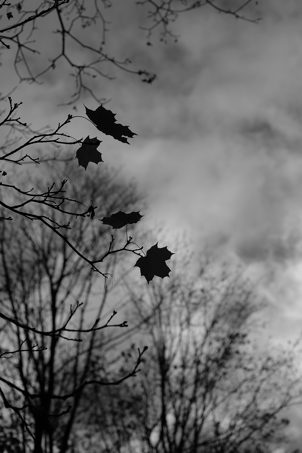 Про Осень. осень листья деревья пейзаж минимализм арт