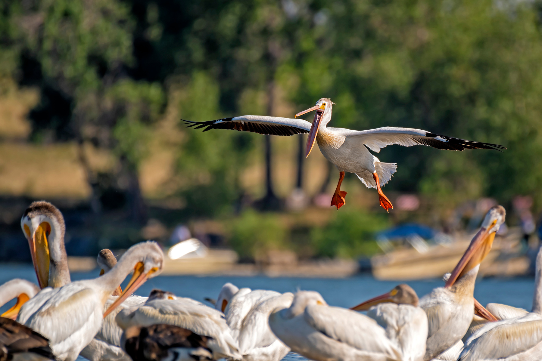 Аварийная посадка пеликан птицы озеро в полете