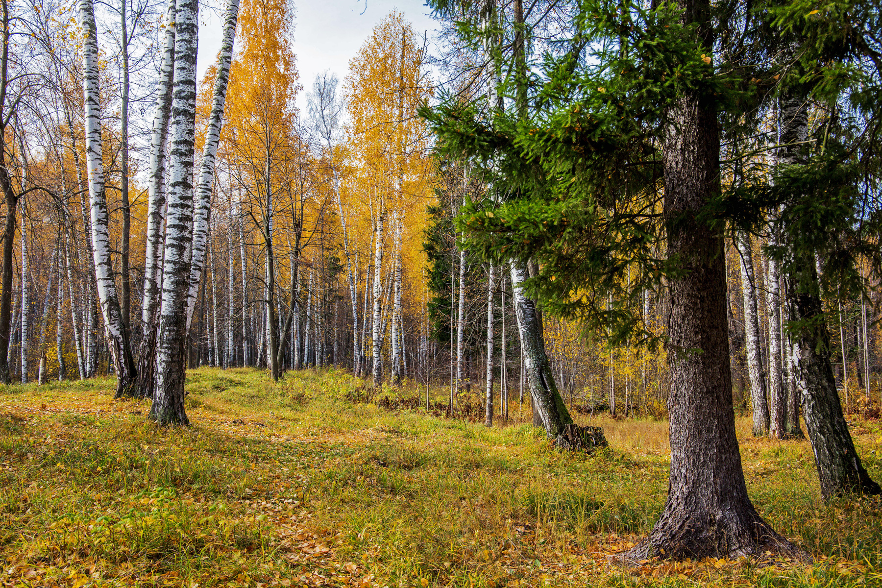 *** природа пейзаж осень лес татарстан октябрьский