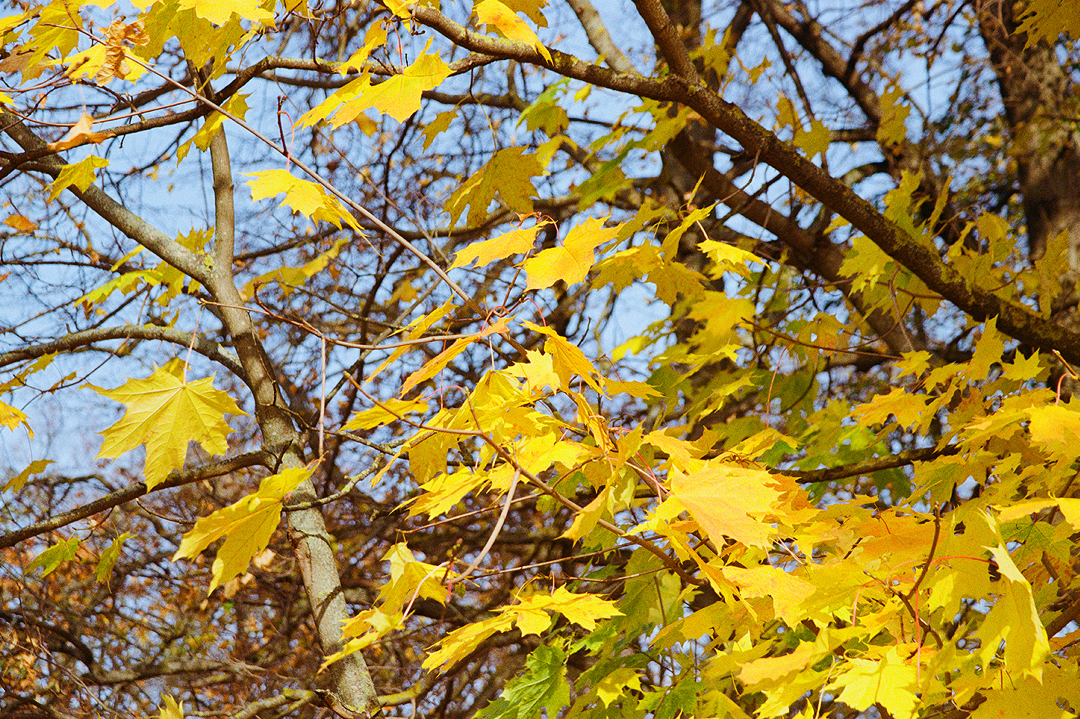 Краски осени 1 Осень клен листва 200