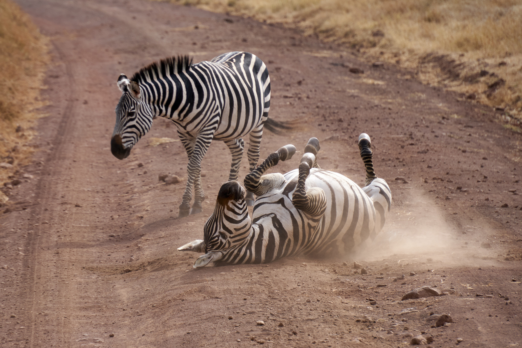 Зебры Танзания Нгоронгоро зебры