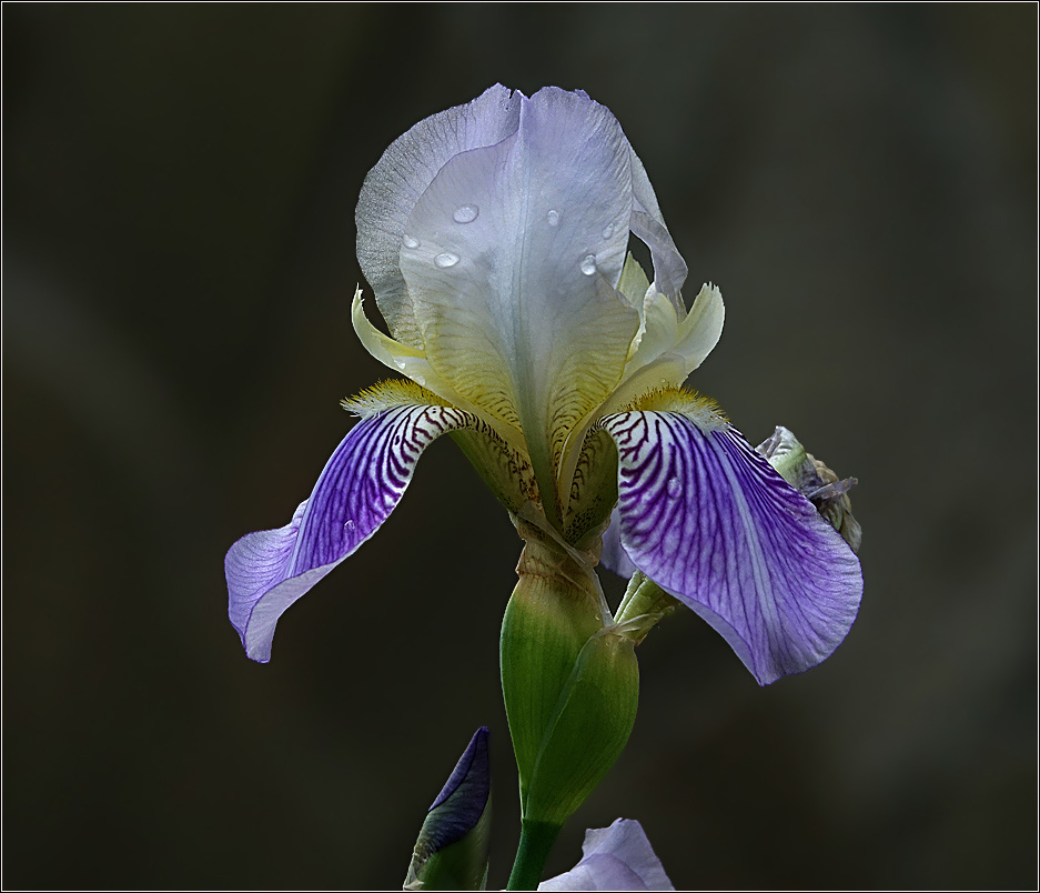 Касатик Iris hybrida Iridaceae Касатик гибридный Ирис растение цветок капли