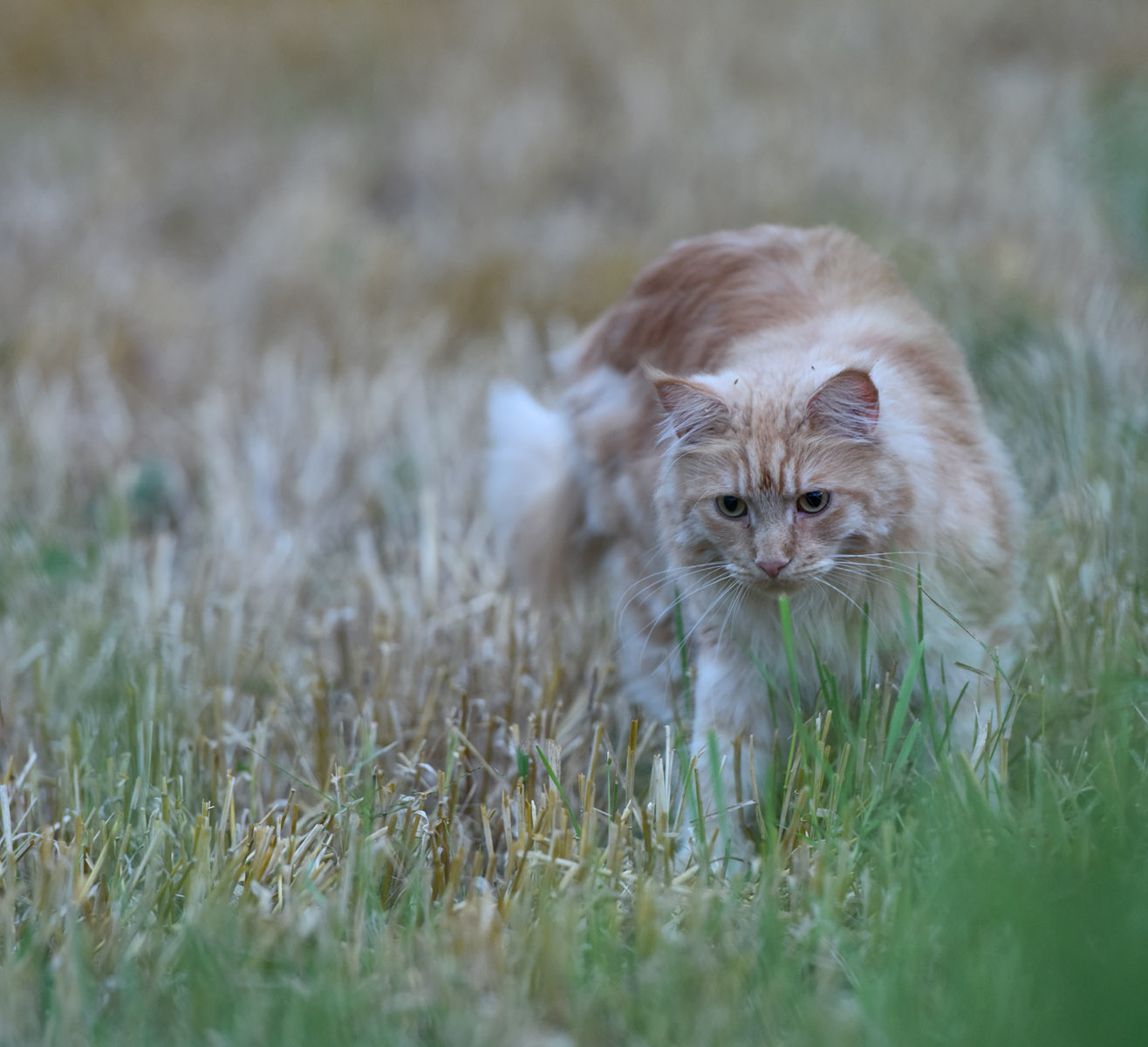 Охота за охотником кошка поле охота