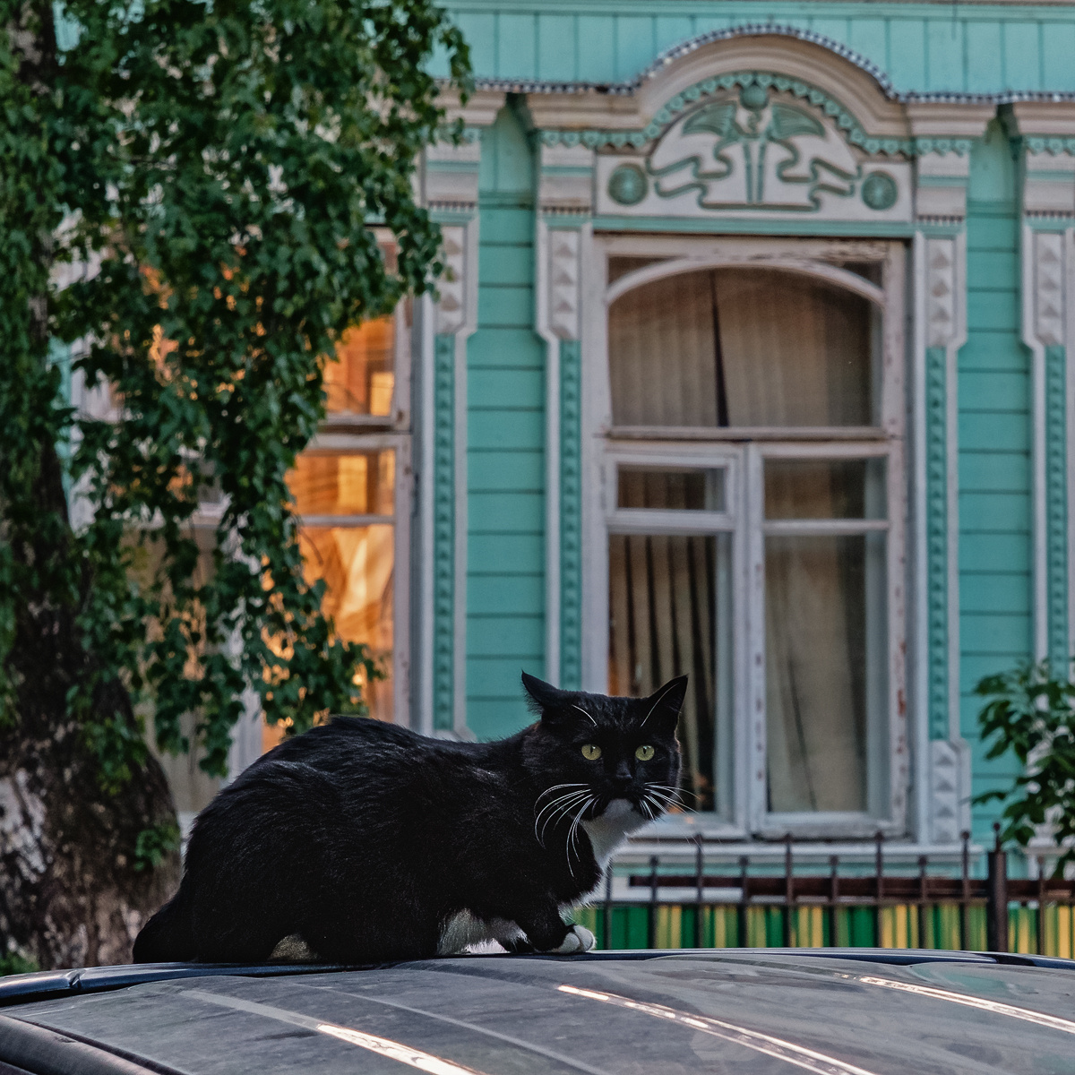 У старого особняка кот особняк окна