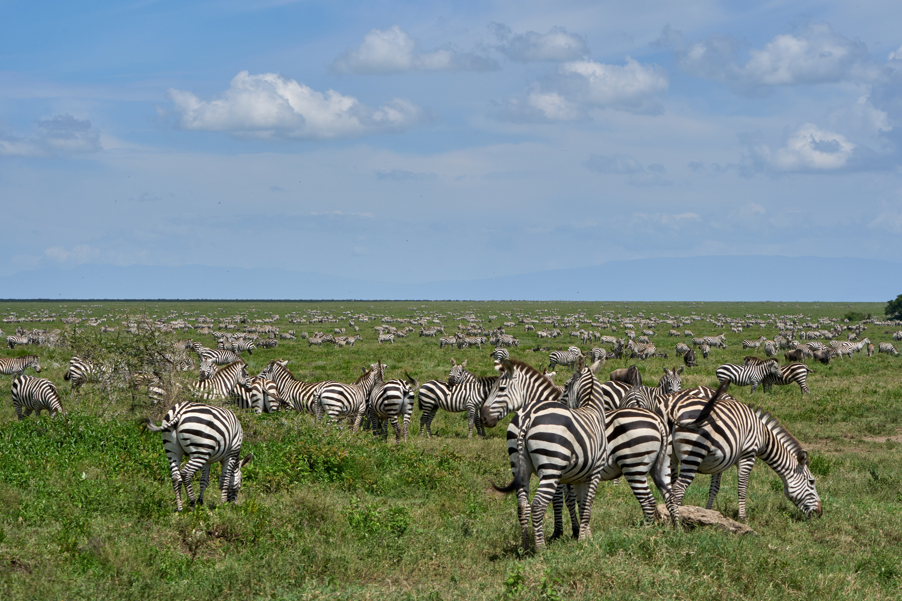 Много зебр Танзания Нгоронгоро Африка природа животные зебры великая миграция
