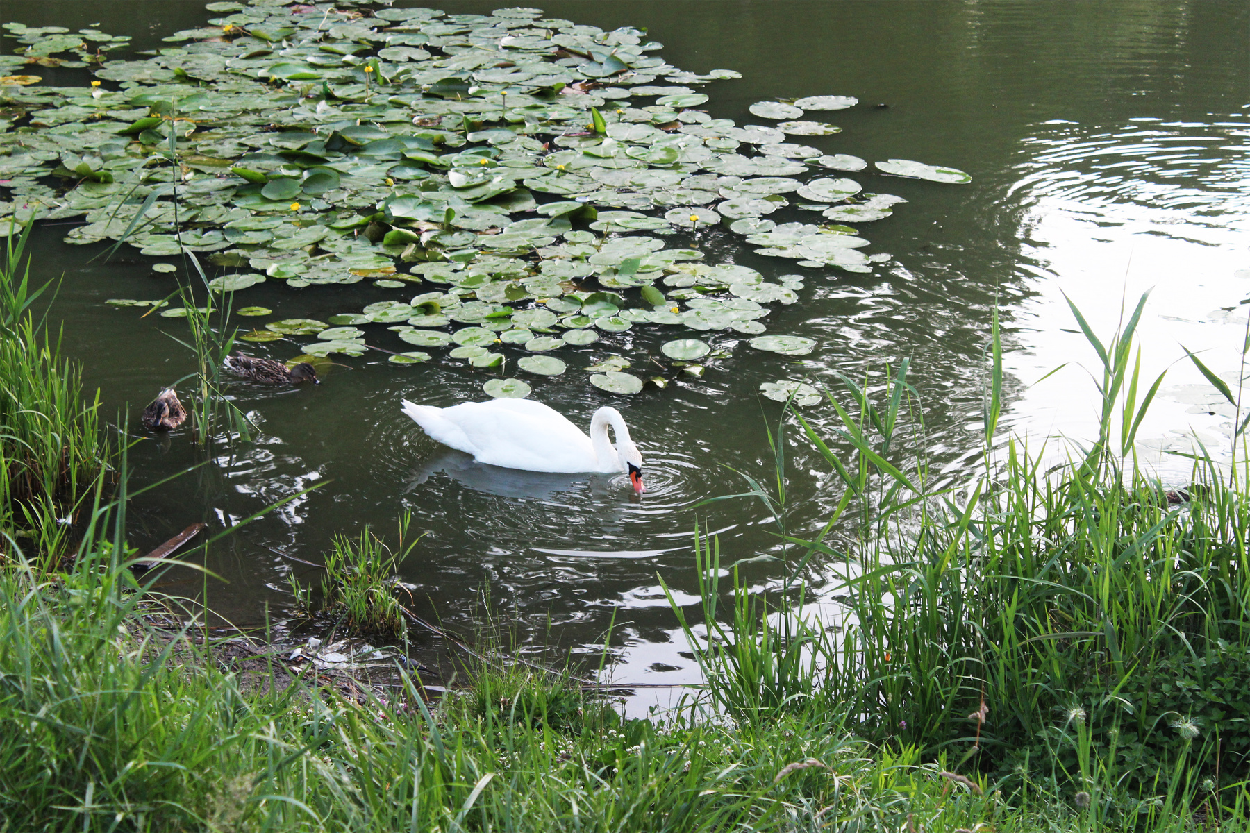 белый лебедь на пруду 