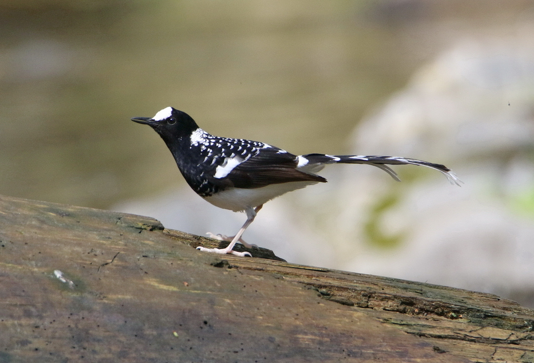 Spotted Forktail 
