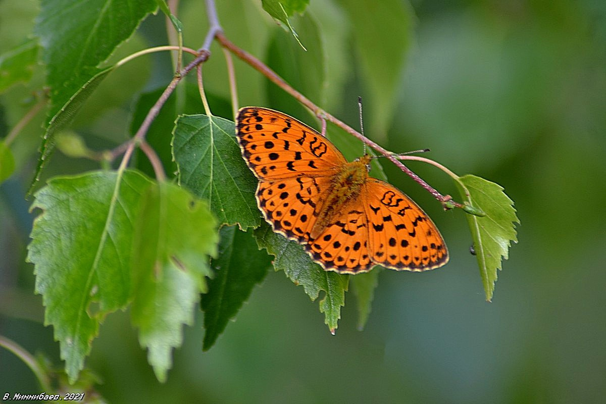 Летний этюд с бабочкой природа лето лес берёза бабочка