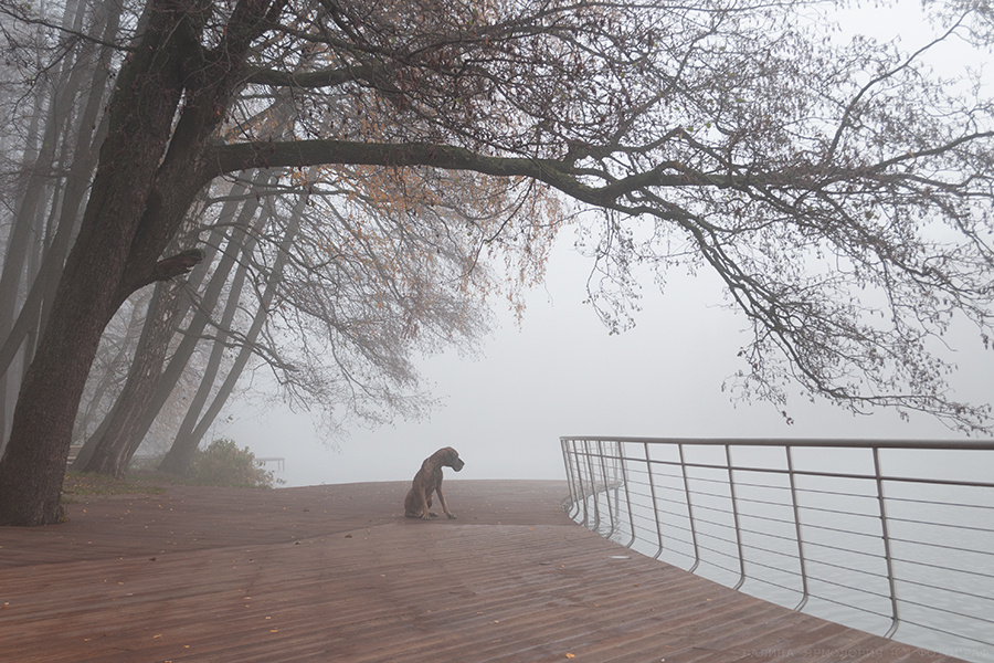 *** собака немецкий дог река осень туман