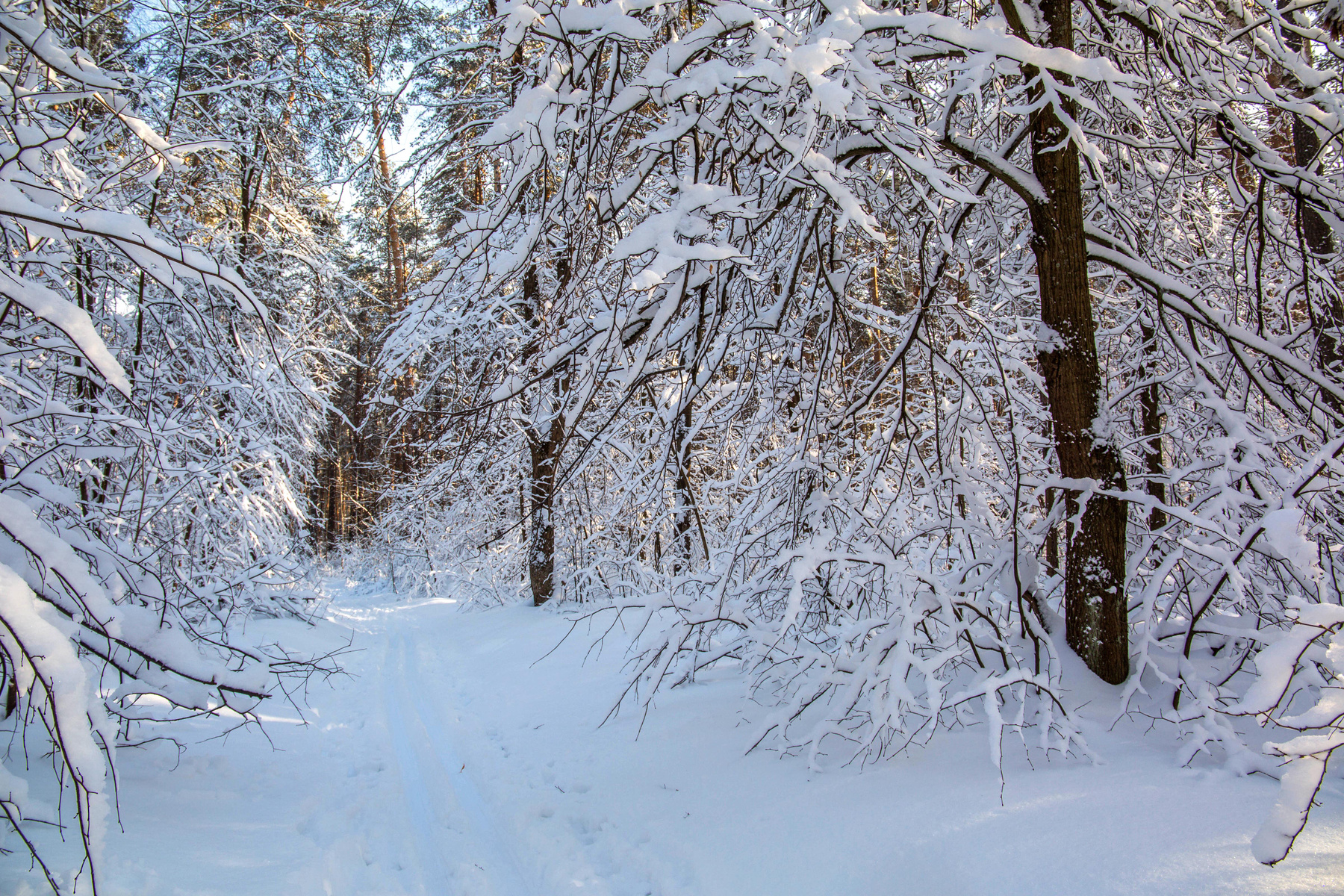 Снежный лес природа пейзаж зима лес татарстан лесопарк лебяжье