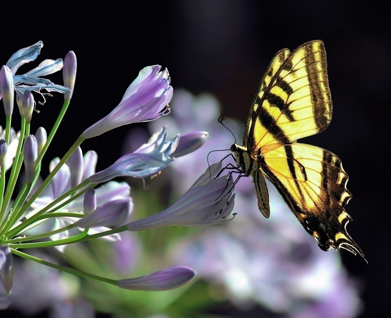Бабочка - Papilio rutulus 
