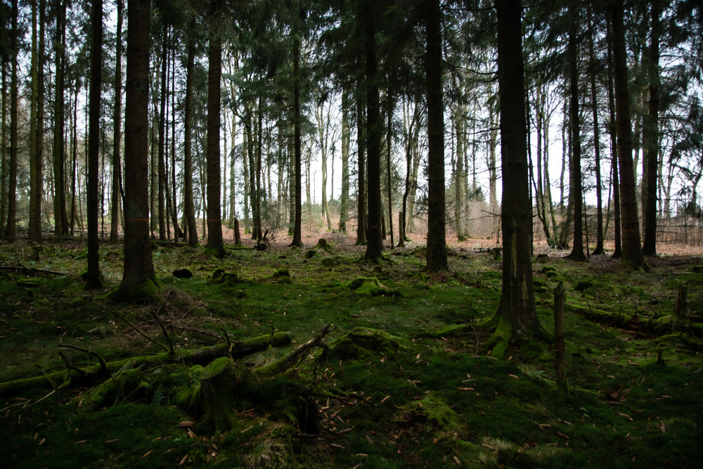 Германия Лес зелёный пейзаж деревья
